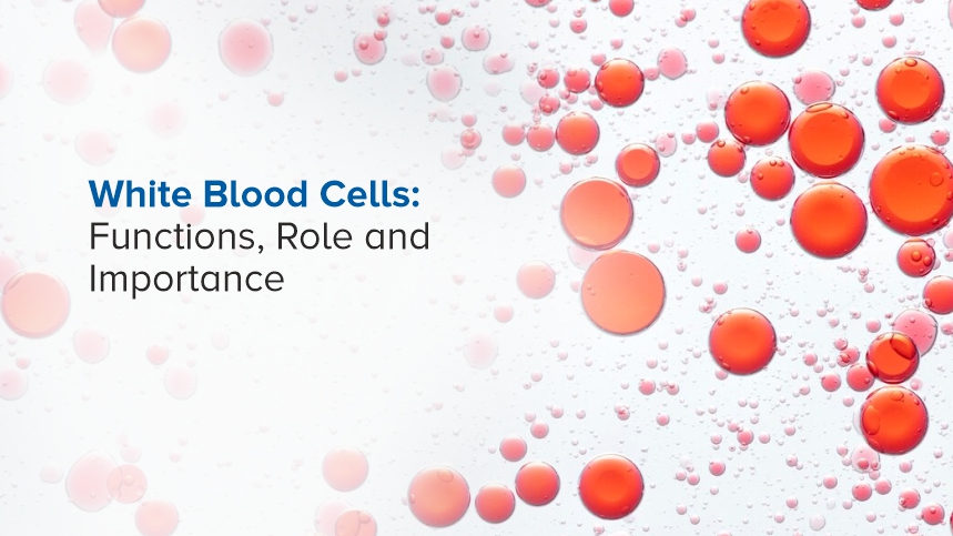 White Blood Cells: Our Immune System's Unsung Heroes
