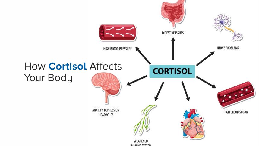 How Cortisol Affects Your Body